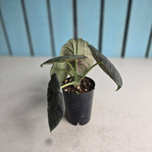 Load image into Gallery viewer, #W40 Alocasia Maharani