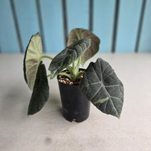 Load image into Gallery viewer, #W40 Alocasia Maharani
