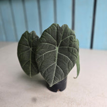 Load image into Gallery viewer, #G5 Alocasia Maharani