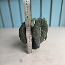 Load image into Gallery viewer, #G5 Alocasia Maharani