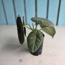 Load image into Gallery viewer, #G5 Alocasia Maharani