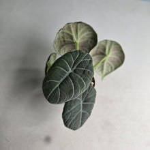 Load image into Gallery viewer, #G5 Alocasia Maharani