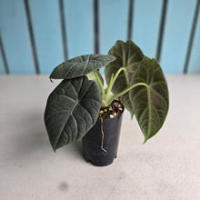 Load image into Gallery viewer, #G5 Alocasia Maharani
