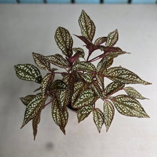 Load image into Gallery viewer, #B26 Sonerila Maculata