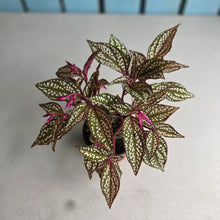 Load image into Gallery viewer, #B61 Sonerila Maculata
