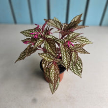 Load image into Gallery viewer, #B61 Sonerila Maculata