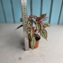 Load image into Gallery viewer, #B61 Sonerila Maculata