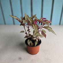 Load image into Gallery viewer, #B61 Sonerila Maculata