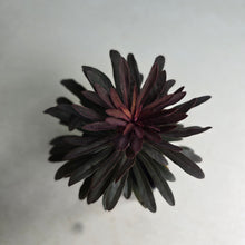 Load image into Gallery viewer, #W70 Euphorbia Miners Merlot