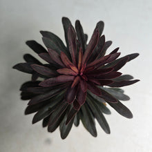 Load image into Gallery viewer, #W70 Euphorbia Miners Merlot