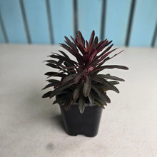 Load image into Gallery viewer, #W70 Euphorbia Miners Merlot