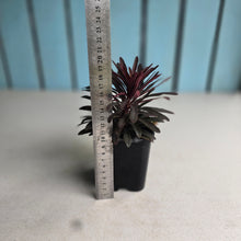 Load image into Gallery viewer, #W70 Euphorbia Miners Merlot