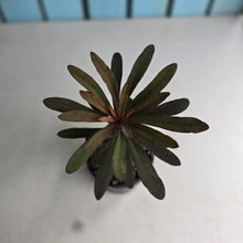 Load image into Gallery viewer, #H55 Euphorbia Miners Merlot