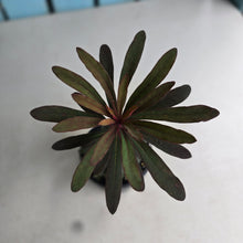 Load image into Gallery viewer, #H55 Euphorbia Miners Merlot