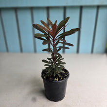 Load image into Gallery viewer, #H55 Euphorbia Miners Merlot