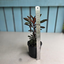 Load image into Gallery viewer, #H55 Euphorbia Miners Merlot