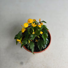 Load image into Gallery viewer, #138 Begonia Prismatocarpa