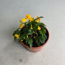 Load image into Gallery viewer, #138 Begonia Prismatocarpa
