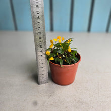 Load image into Gallery viewer, #138 Begonia Prismatocarpa