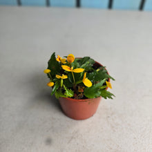Load image into Gallery viewer, #138 Begonia Prismatocarpa