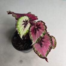Load image into Gallery viewer, #H14 Begonia Unknown