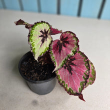 Load image into Gallery viewer, #H14 Begonia Unknown