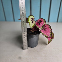 Load image into Gallery viewer, #H14 Begonia Unknown