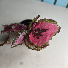 Load image into Gallery viewer, #H14 Begonia Unknown