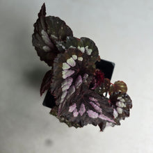 Load image into Gallery viewer, #B84 Begonia Unknown
