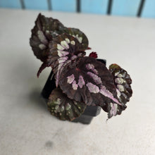 Load image into Gallery viewer, #B84 Begonia Unknown