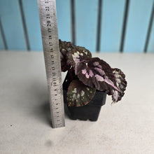 Load image into Gallery viewer, #B84 Begonia Unknown