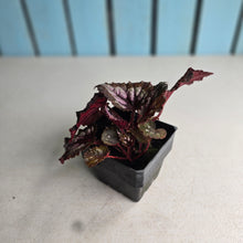 Load image into Gallery viewer, #B84 Begonia Unknown