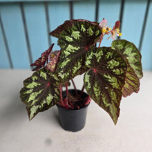 Load image into Gallery viewer, #B51 Begonia Silver Legend