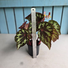 Load image into Gallery viewer, #B51 Begonia Silver Legend