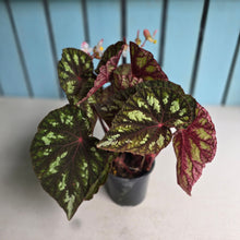 Load image into Gallery viewer, #B51 Begonia Silver Legend