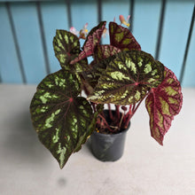 Load image into Gallery viewer, #B51 Begonia Silver Legend