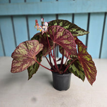 Load image into Gallery viewer, #B51 Begonia Silver Legend