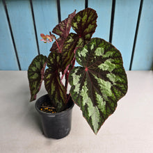 Load image into Gallery viewer, #J554 Begonia Silver Legend