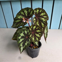 Load image into Gallery viewer, #J554 Begonia Silver Legend