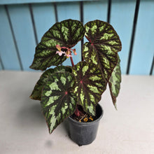 Load image into Gallery viewer, #J554 Begonia Silver Legend