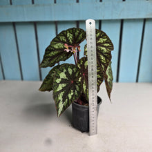 Load image into Gallery viewer, #J554 Begonia Silver Legend