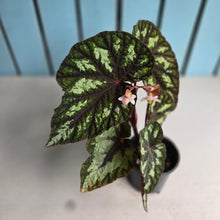 Load image into Gallery viewer, #J554 Begonia Silver Legend