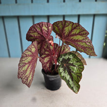 Load image into Gallery viewer, #J554 Begonia Silver Legend