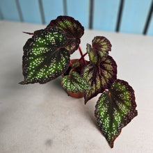 Load image into Gallery viewer, #W9 Begonia Unknown