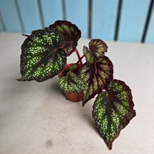Load image into Gallery viewer, #W9 Begonia Unknown