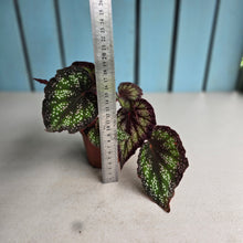 Load image into Gallery viewer, #W9 Begonia Unknown