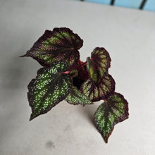 Load image into Gallery viewer, #W9 Begonia Unknown