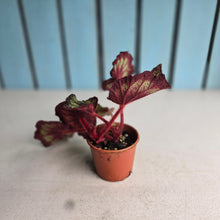 Load image into Gallery viewer, #W9 Begonia Unknown