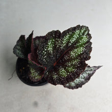 Load image into Gallery viewer, #W23 Begonia Unknown