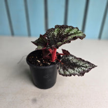 Load image into Gallery viewer, #W23 Begonia Unknown